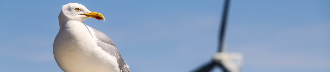 seagull and offshore wind turbine