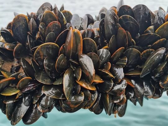 lyme-bay-mussels-image-offshore-shellfish-540x405px.jpg