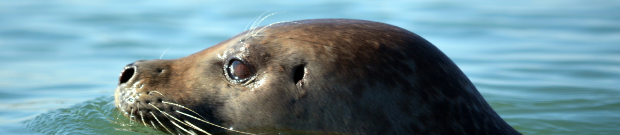 a-photo-of-a-common-seal.jpg