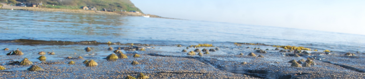 intertidal-rockyshore-1280x280 (1)