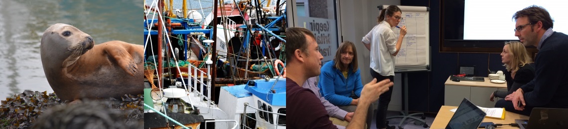 Seals workshop collage