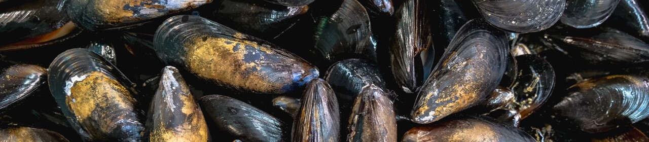 bay-mussels-1280x280 (1)