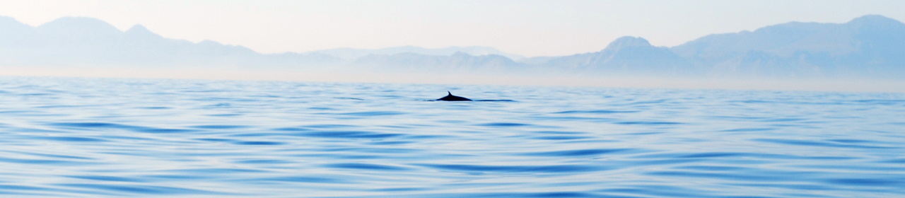 whale distance seascape