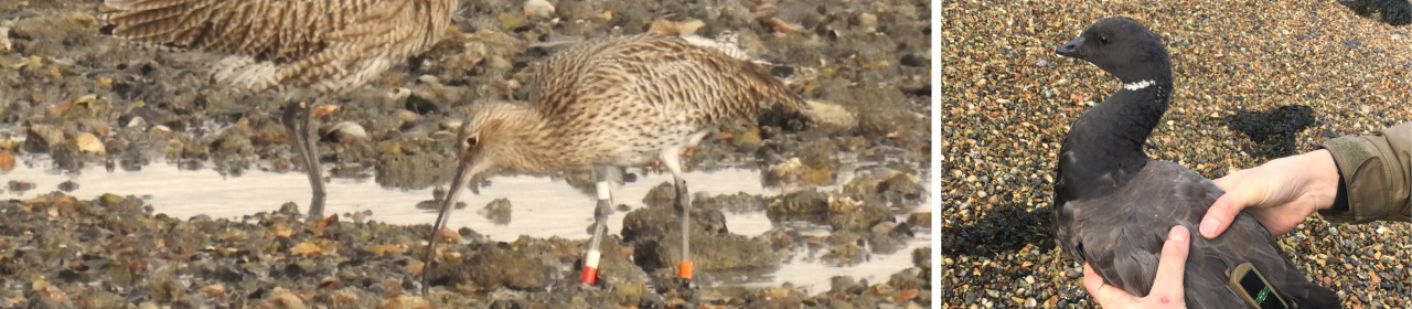 A photo of a curlew GPS tagged, and a photo of a goose GPS tagged