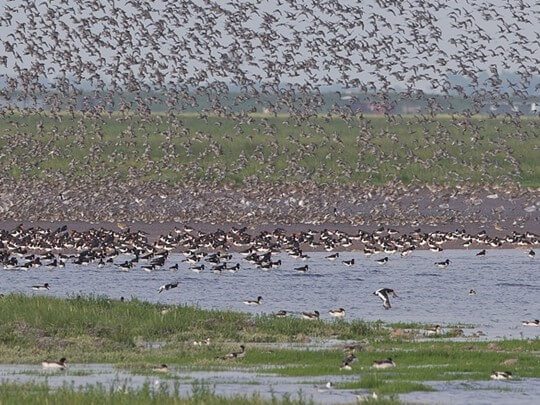 wader-flocks-on-the-wash-snettisham-norfolk-rspb-540x405px.jpg