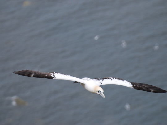 gannet-540x405.jpg