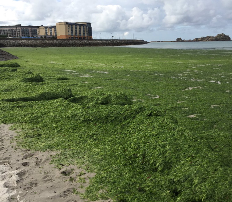 Stephen Hull speaking at international conference on sea lettuce management