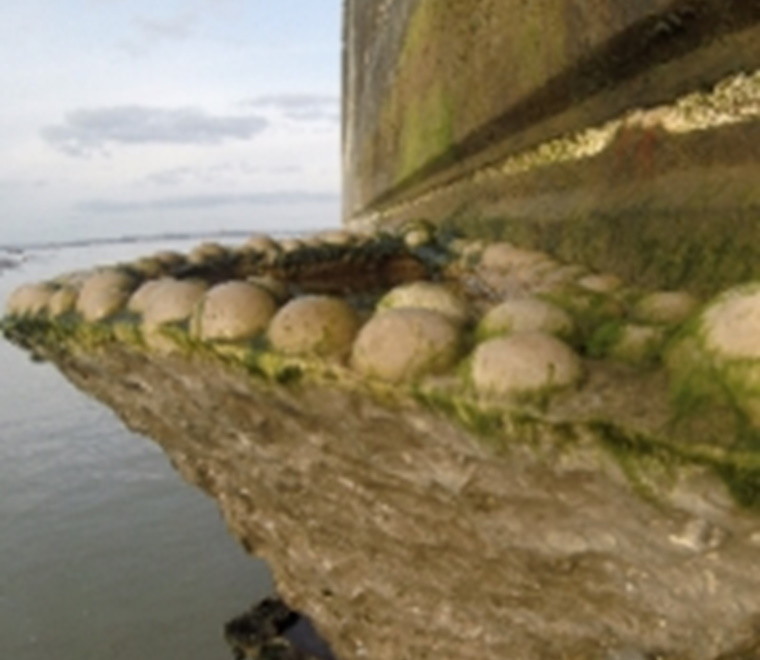 Modifying structures for biodiversity enhancement