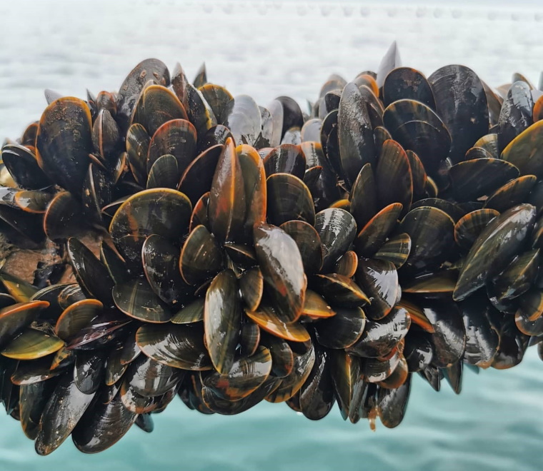 lyme-bay-mussels-image-offshore-shellfish-760x660.jpg