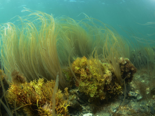 subtidal-reef-540x405 (1).jpg