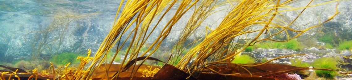 Seagrass