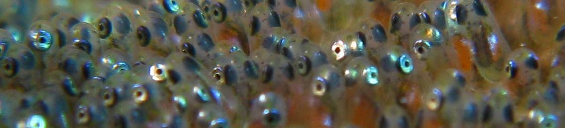 anemone-fish-eggs-by-silke-baron-cc-by-20 (1)