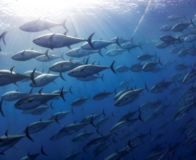 Fisheries management: recommendations for applying the ecosystem approach