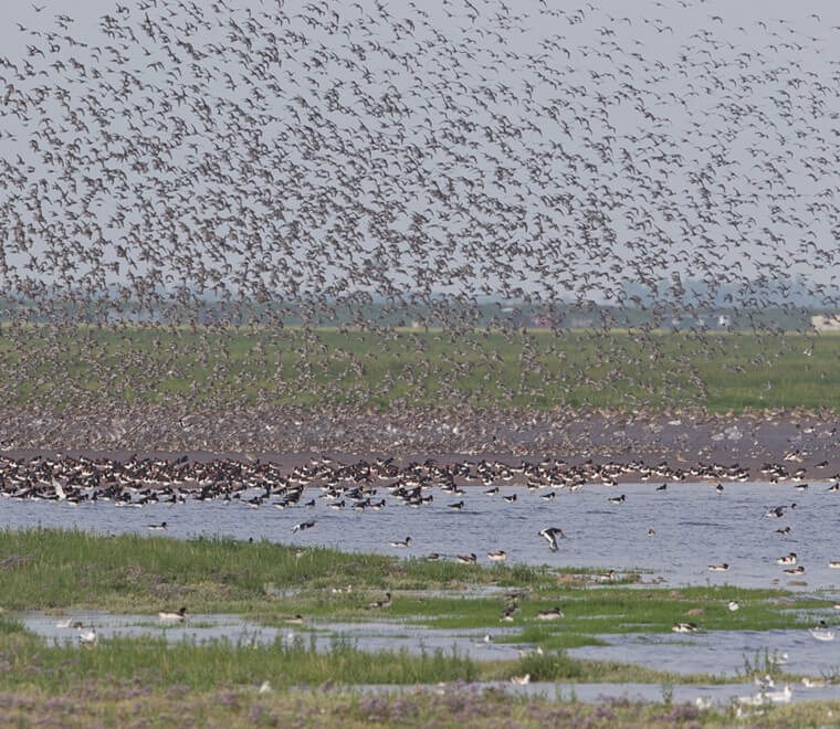 Wader flocks on The Wash Snettisham, Norfolk (RSPB)