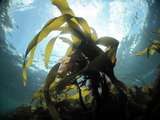 kelp andrew pearson