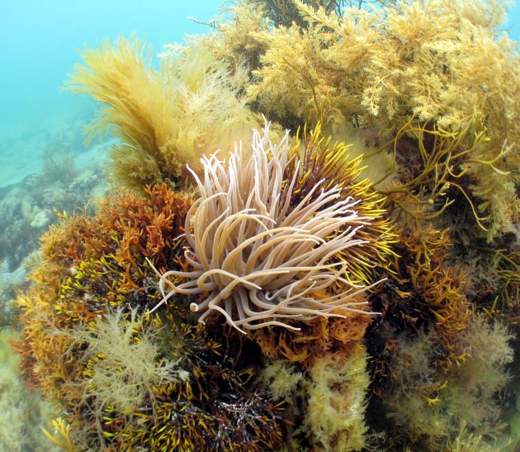 Brexit and the marine environment