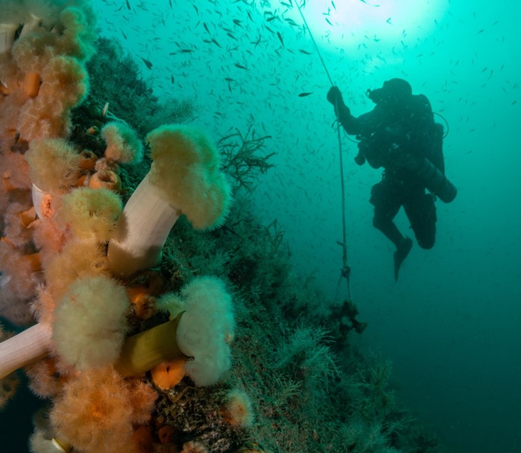 undersea-image-rick-ayrton-760x660