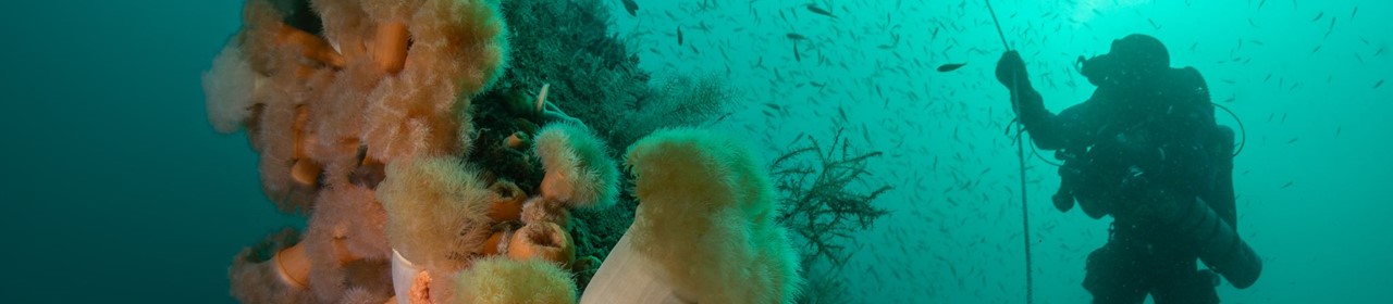 Undersea image Rick Ayrton