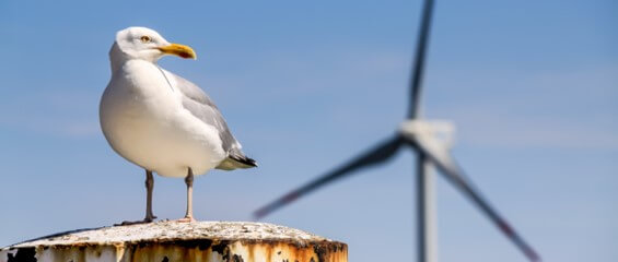 seagull and offshore wind turbine