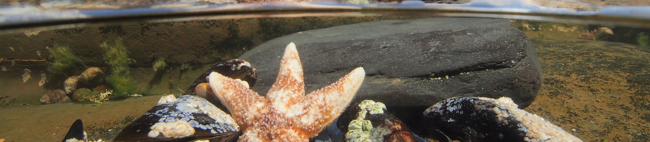 Starfish
