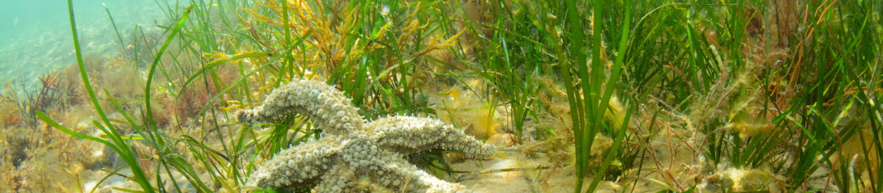 seagrass-and-spiny-starfish-north-wales-1280x280 (1)