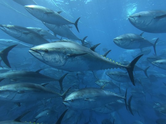 School of bluefin tuna