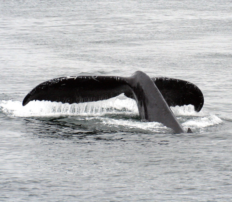 Humpback whale tail