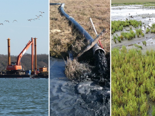 solent-buds-collage-540x405 (1).jpg