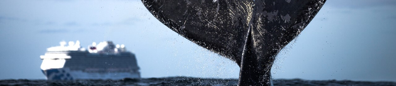 whale-tail-and-cruise-ship-1280x280 (1)