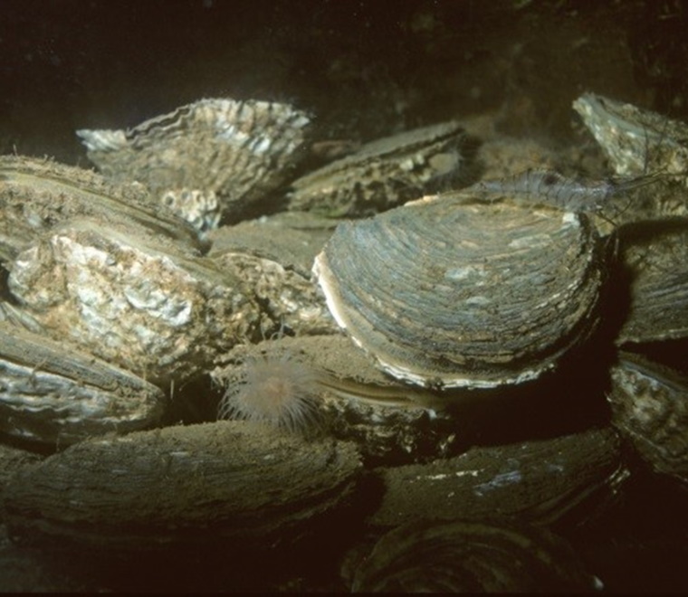 NORA New alliance established for the conservation of European native oysters