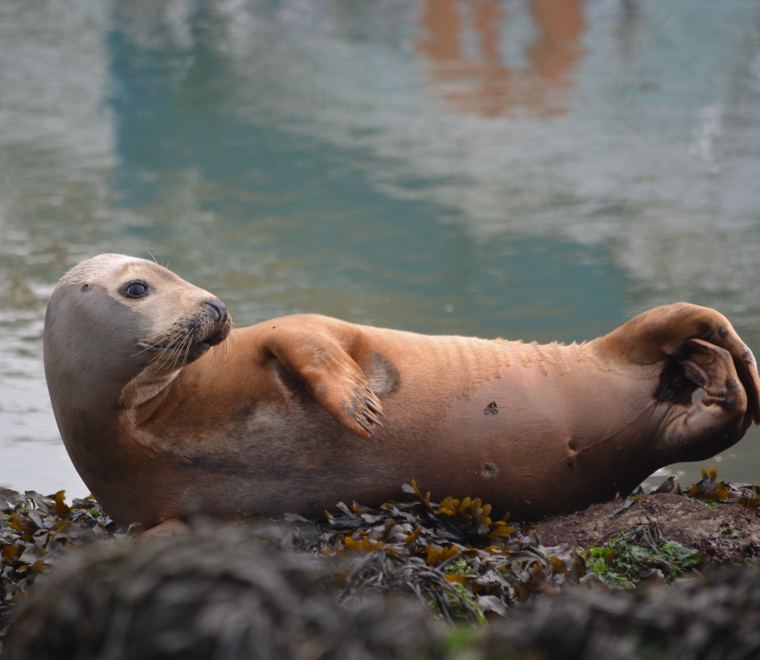 A photo of a grey seal