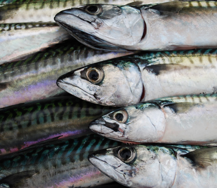 New Brexit paper Fishing in deep waters