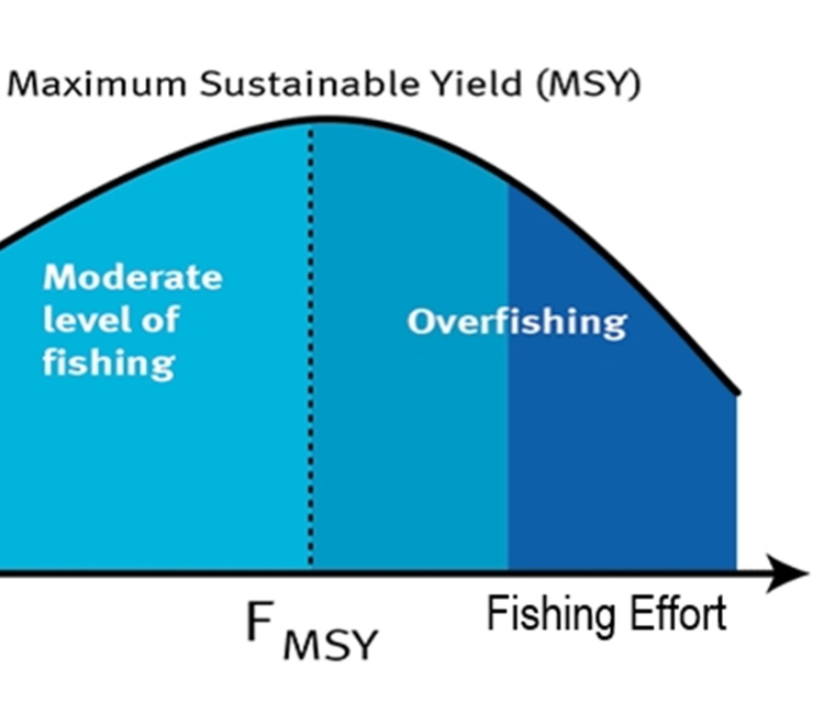 Understanding fish mortality factors in Maximum Sustainable Yield calculations