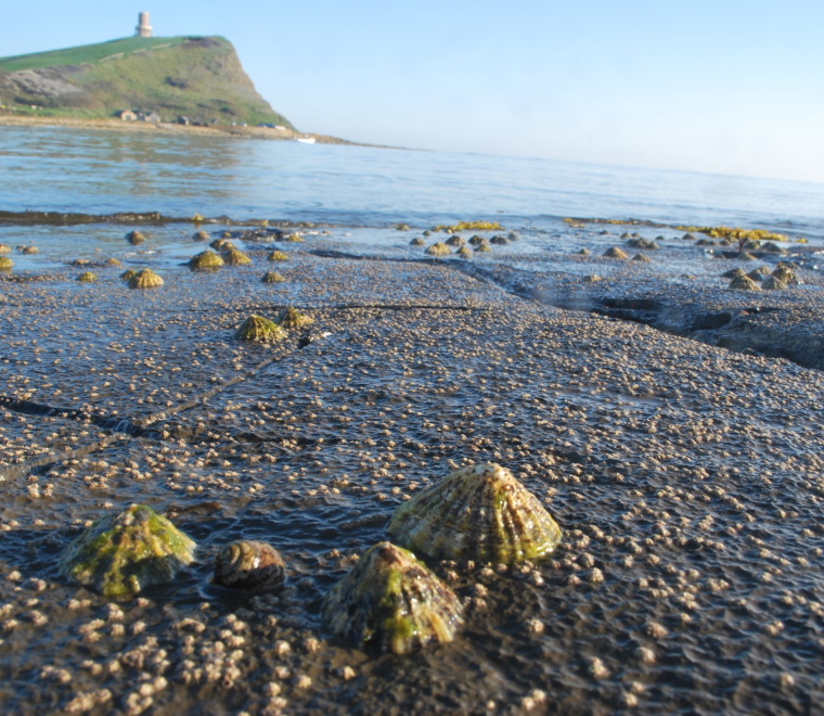 Intertidal rockyshore